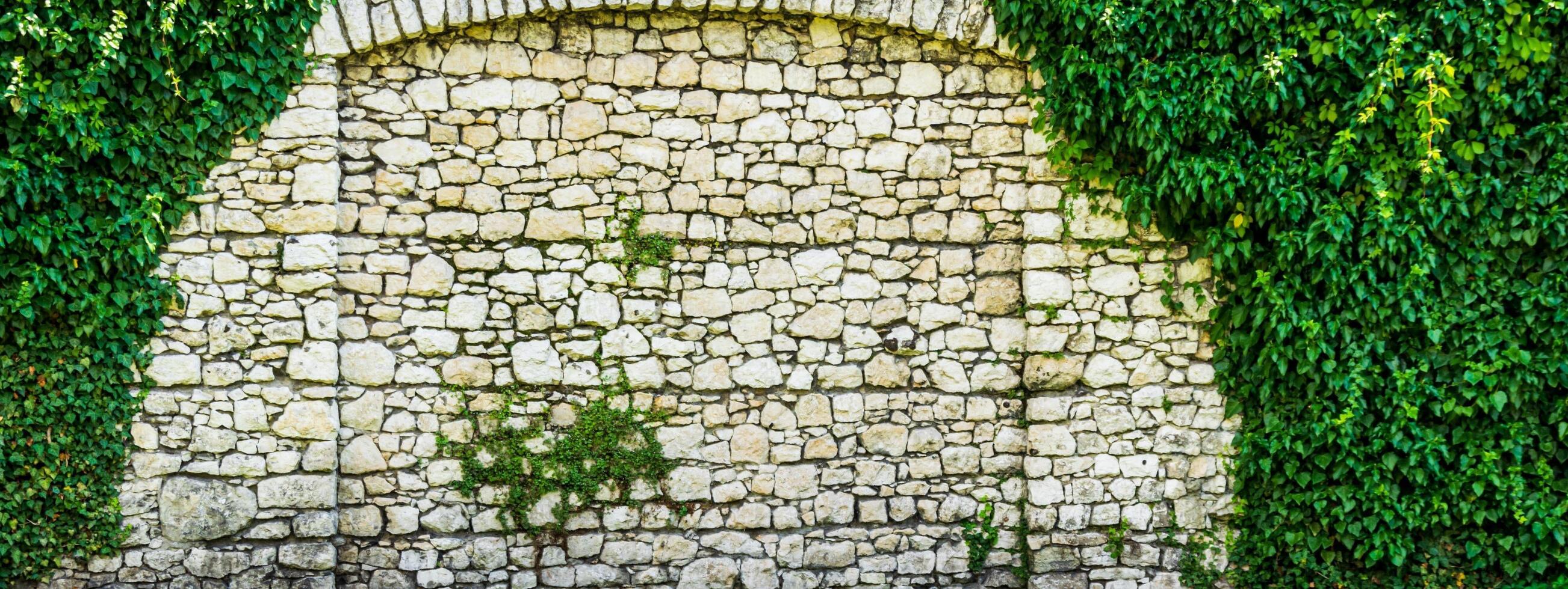 green leaves on a wall of limestone photo