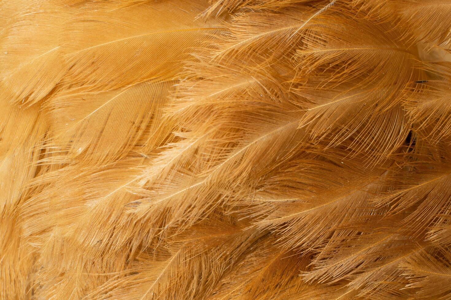 macro photo of brown hen feathers. background or textura
