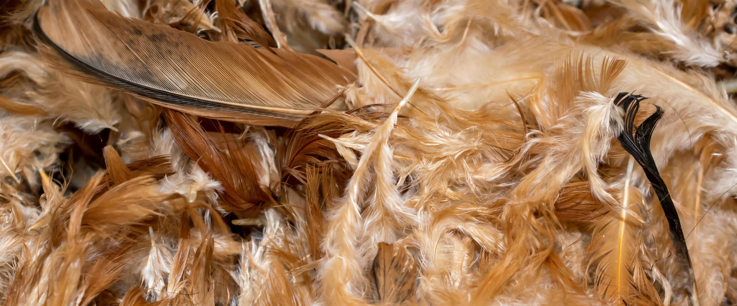 brown hen feathers with visible details. background photo