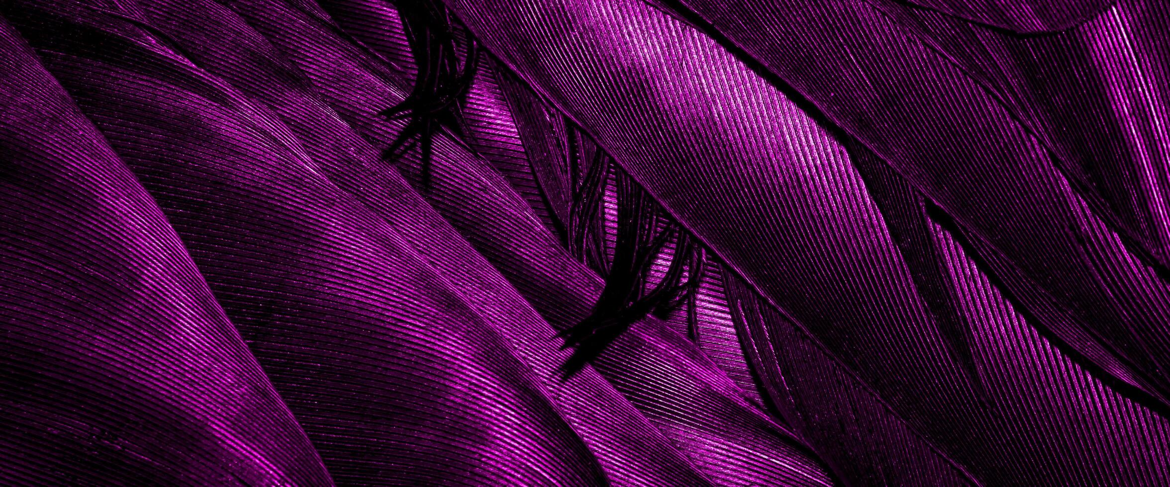 purple bird feathers with visible texture. background photo