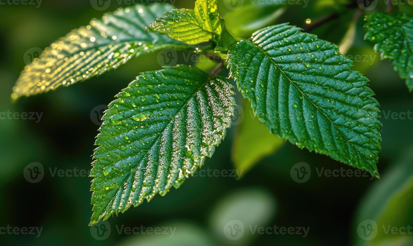 A leaf is wet and has a shiny surface photo
