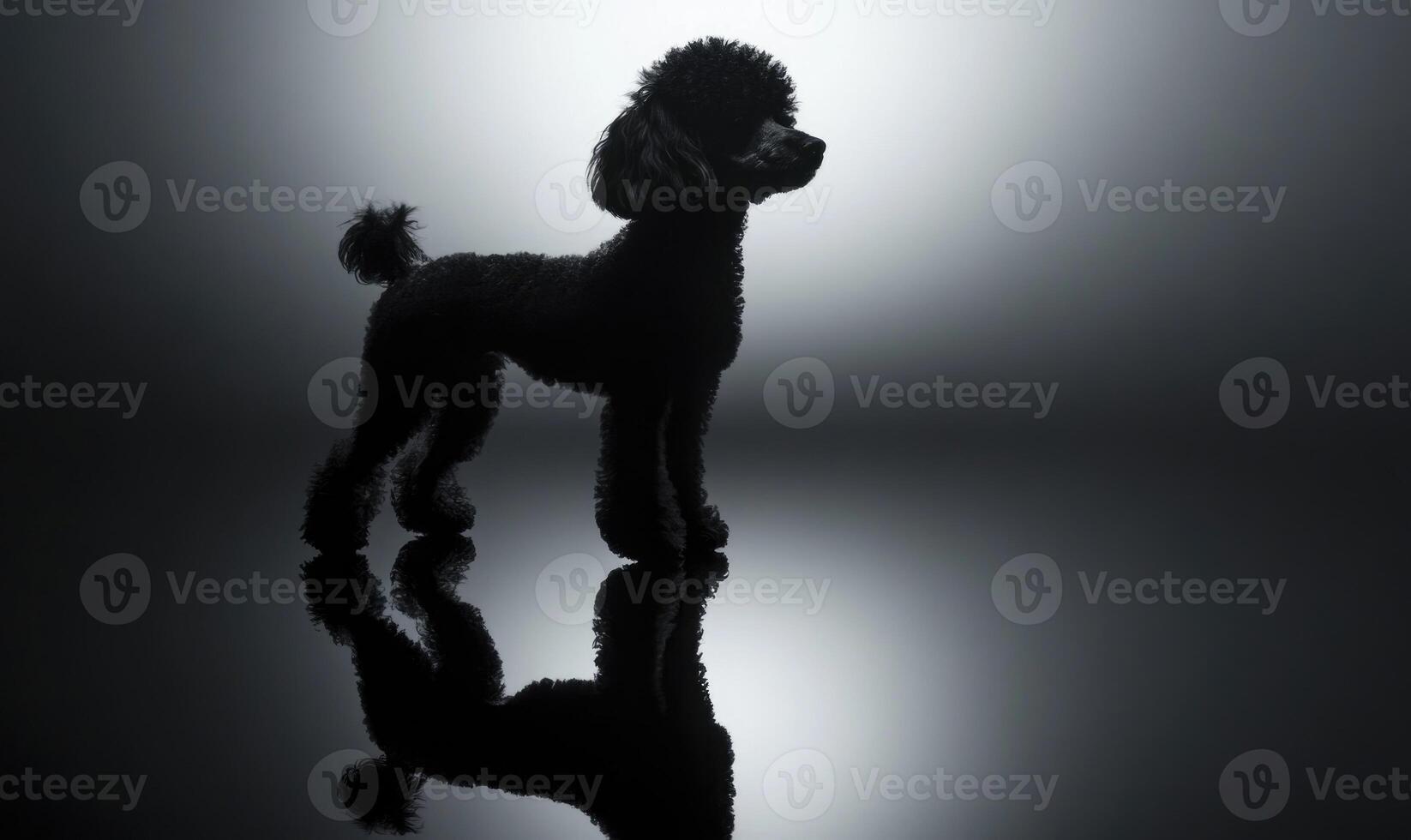A black poodle standing on a dark surface photo