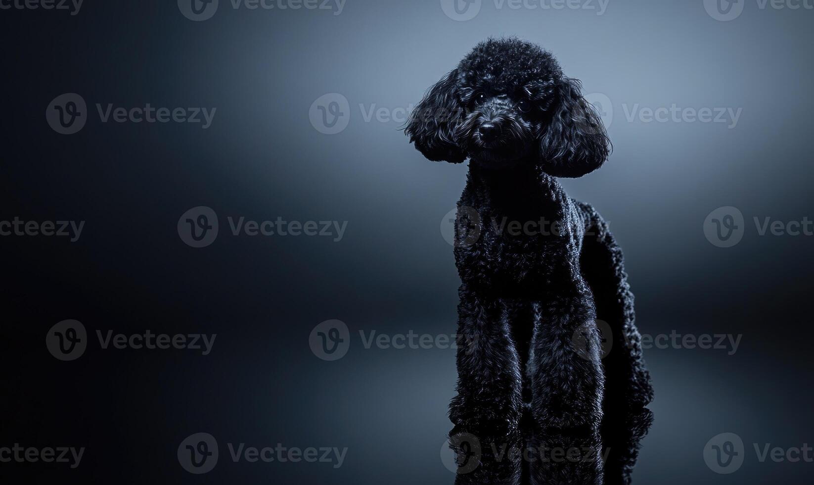 A black poodle standing on a black surface photo