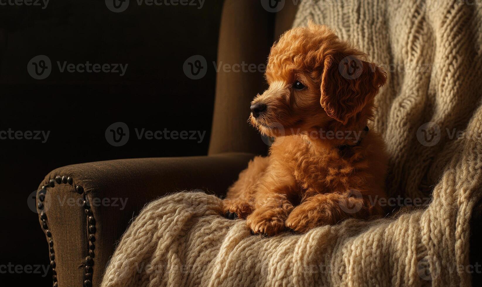 A small dog is laying on a chair with a blanket photo