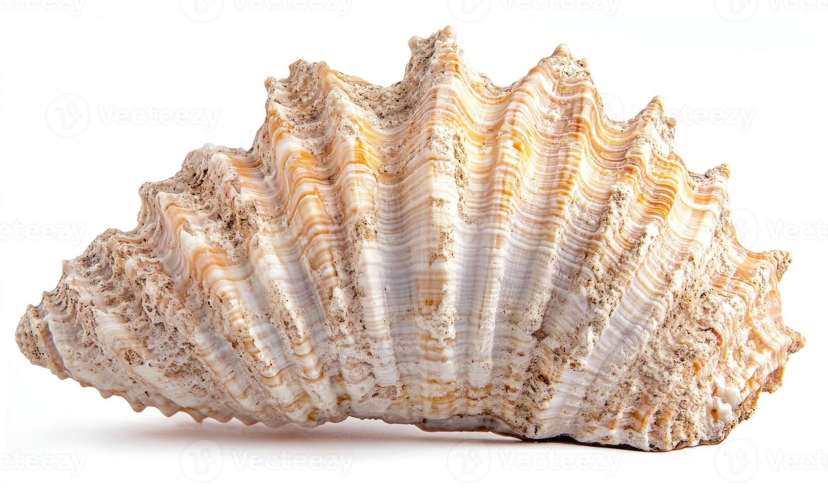 A large shell with a white and yellow pattern photo