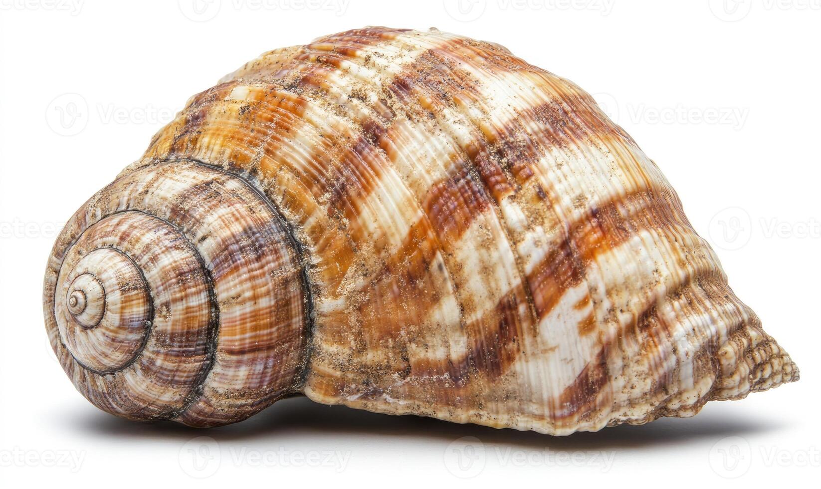 A shell with a brown and white stripe photo