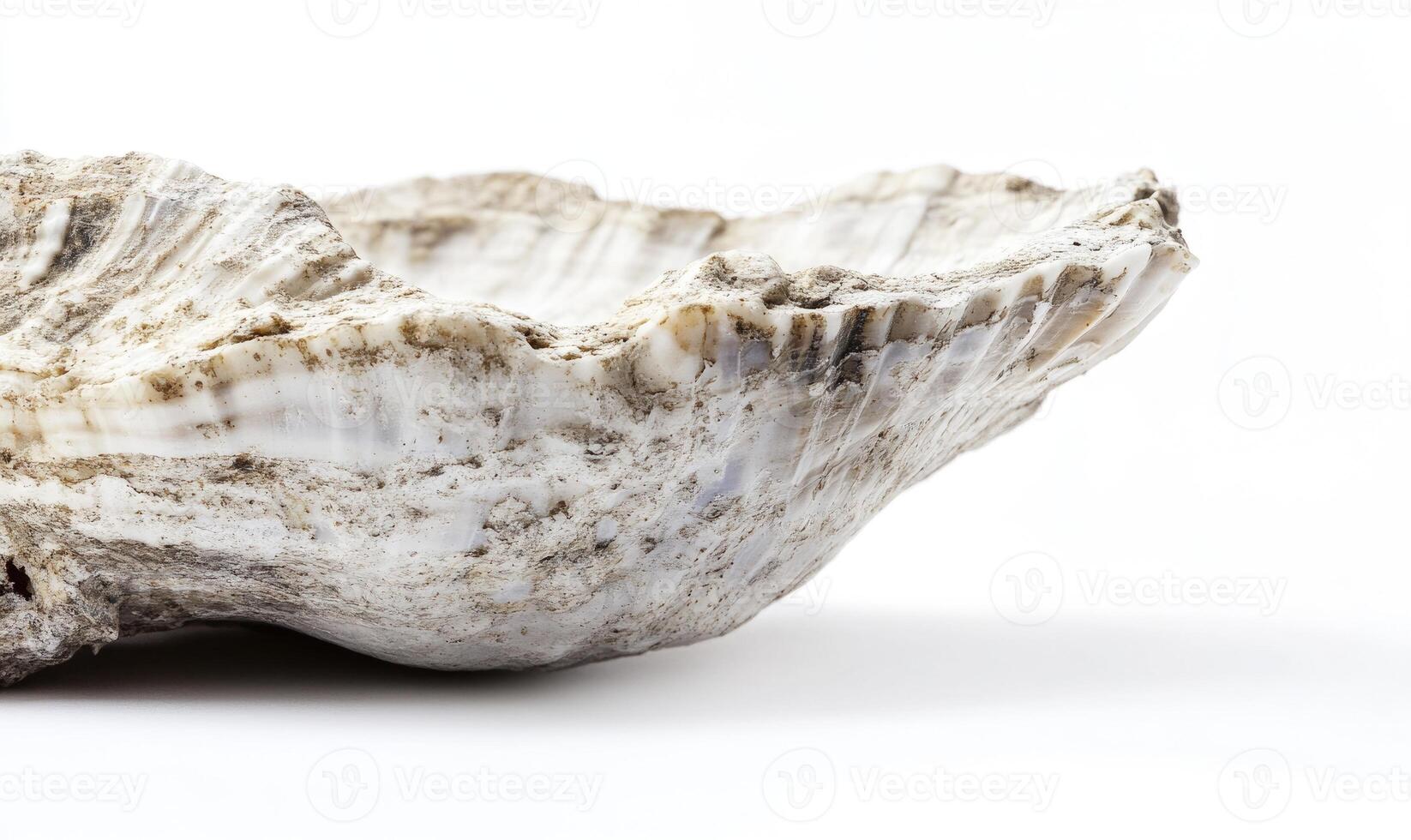 A white shell with a brownish tint photo