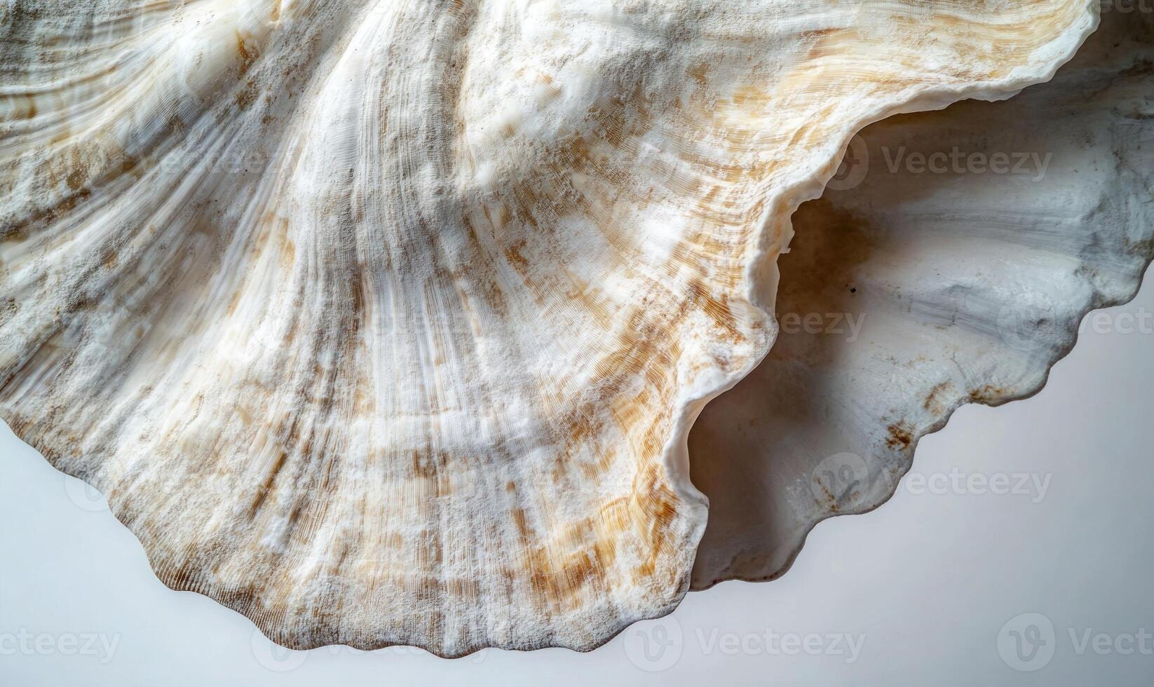 A shell with a brown and white pattern photo