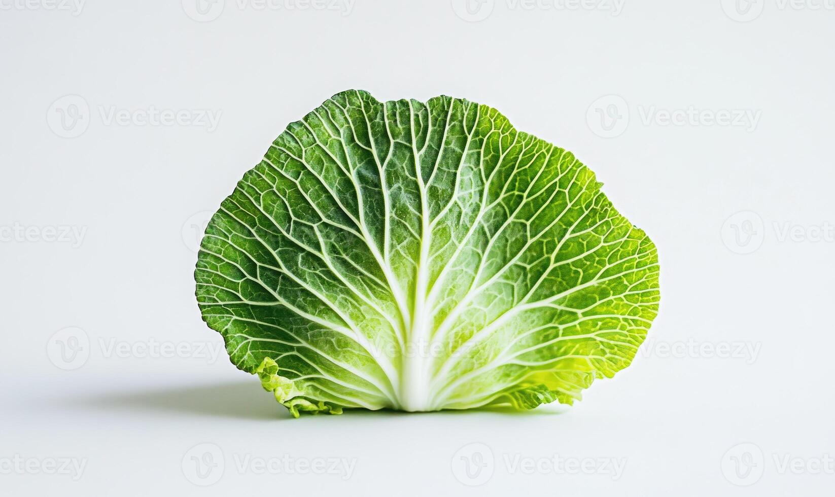 A leaf of lettuce is shown on a white background photo