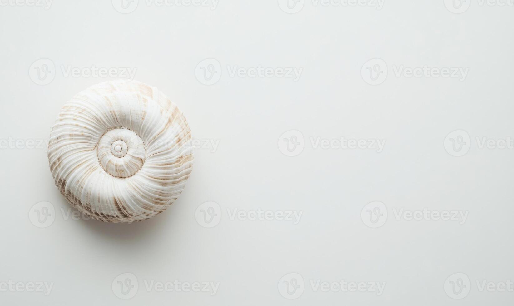 A white shell is on a white background photo