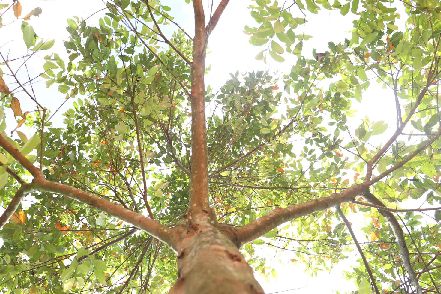 a tree with leaves and branches in the sun photo