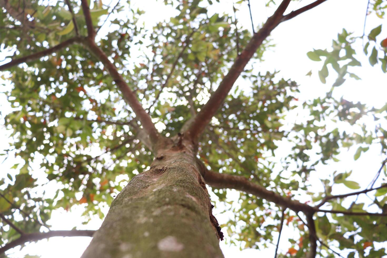 a tree with leaves and a bird on top photo