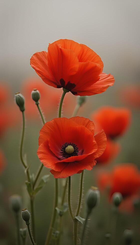 Red poppies in the fog photo