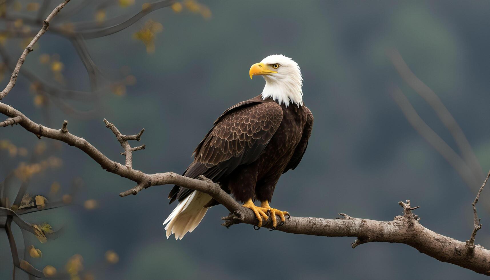 A bald eagle perched on a tree branch photo