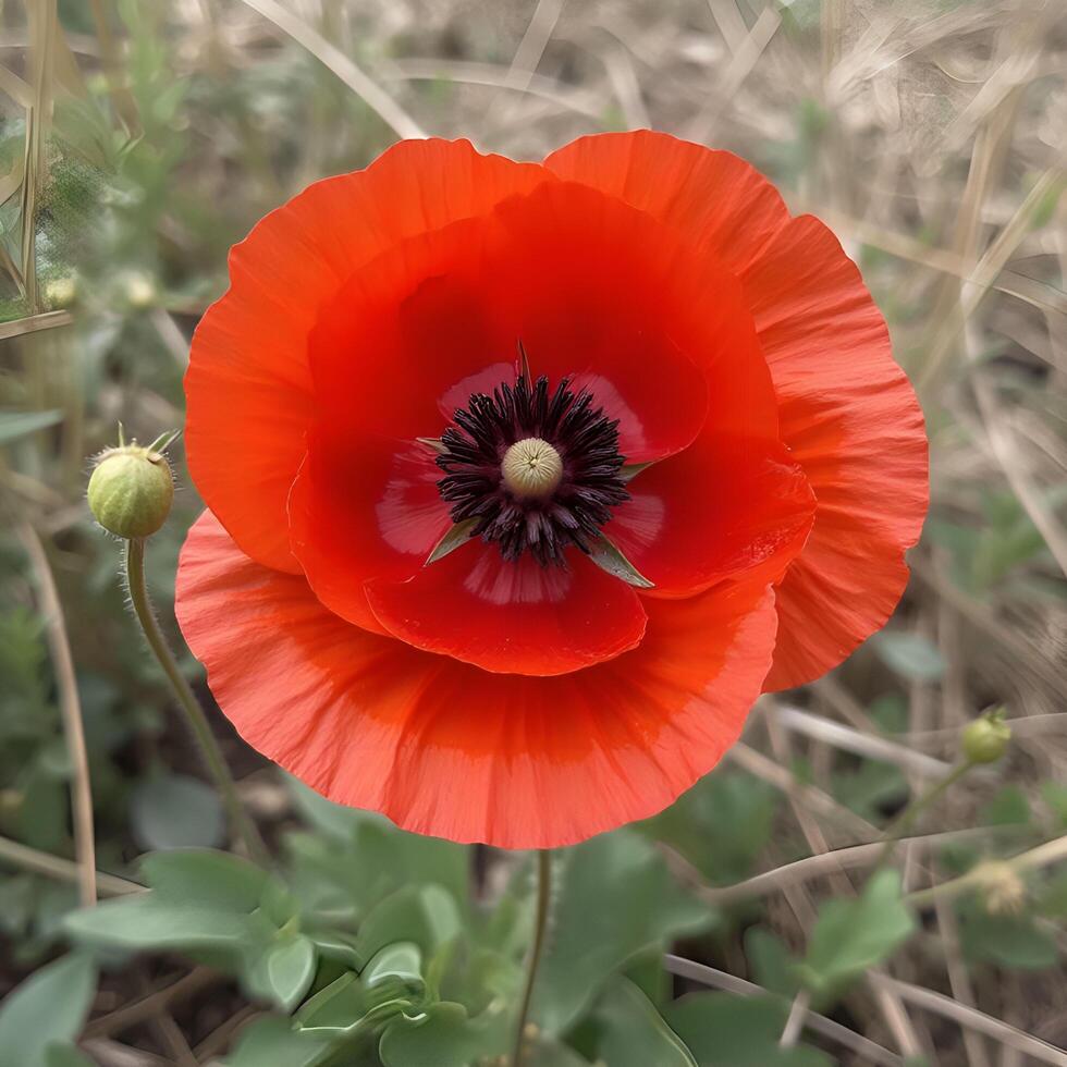 A single red poppy in a field photo
