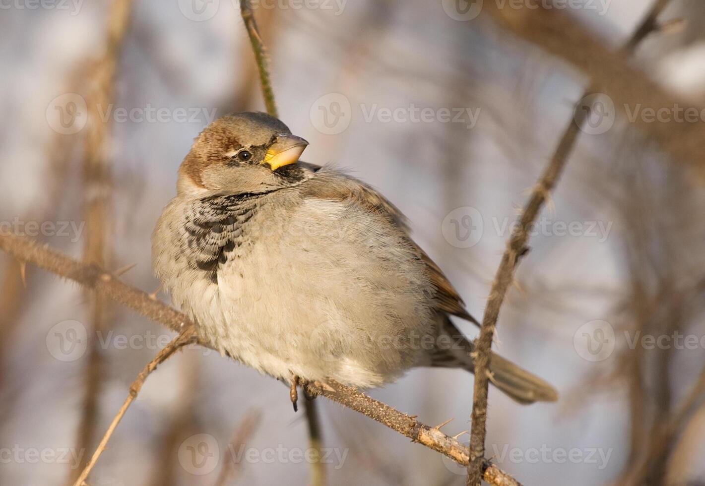 Sparrow on a twig photo