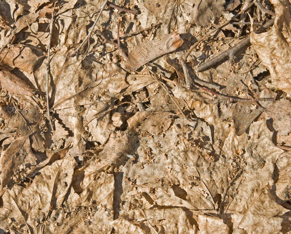 Old leaves texture photo