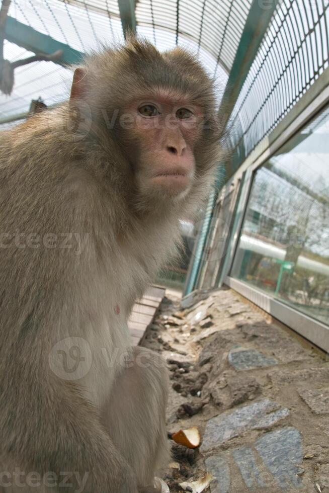 Monkey in zoo photo