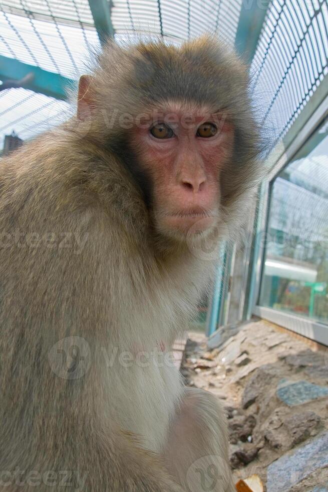 Monkey in a zoo photo
