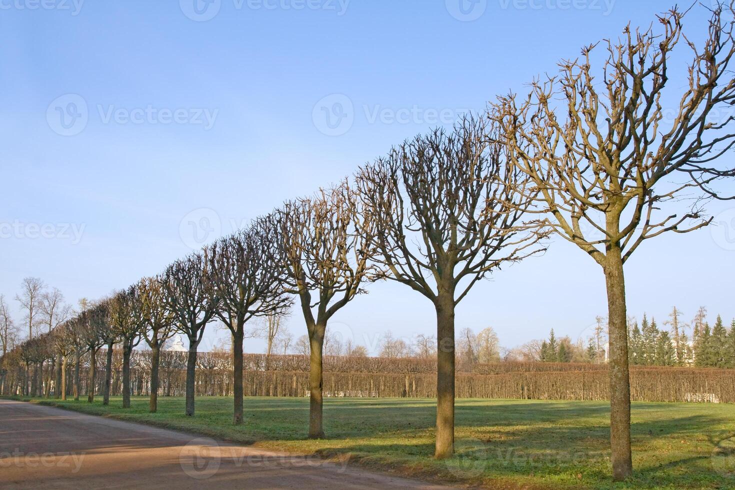 Diagonal alley of trees photo