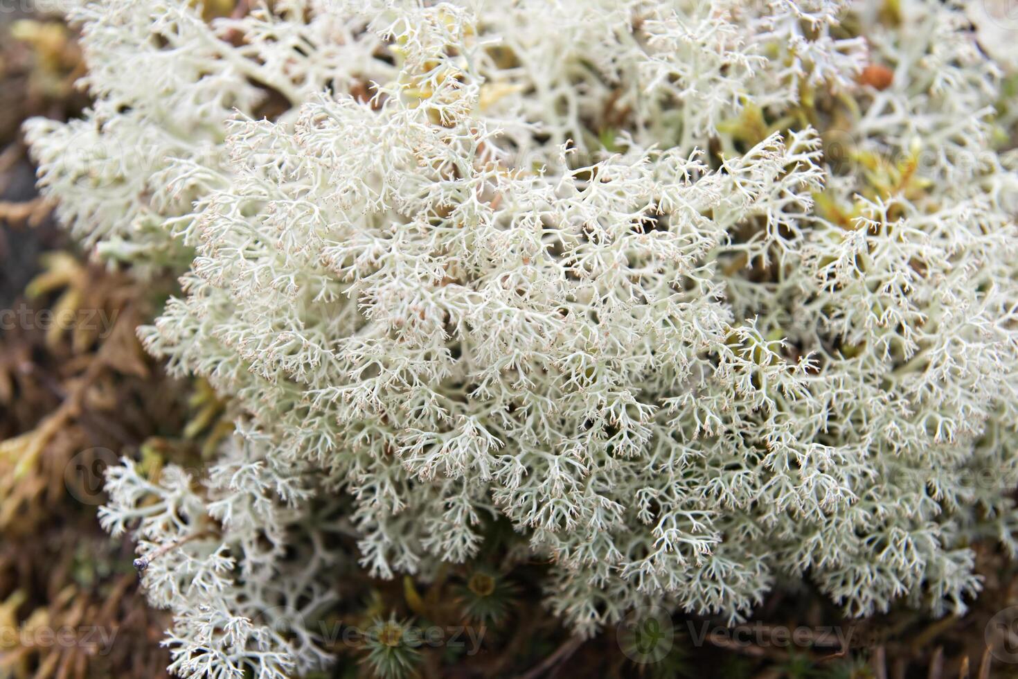 White lichen texture photo