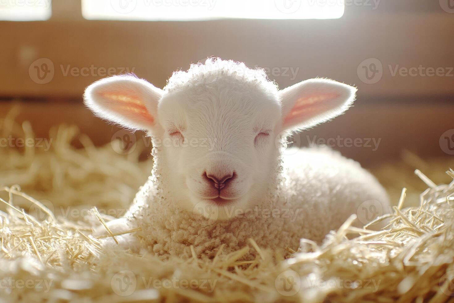 Soft white lamb peacefully resting in warm hay in a rustic barn during daylight hours photo