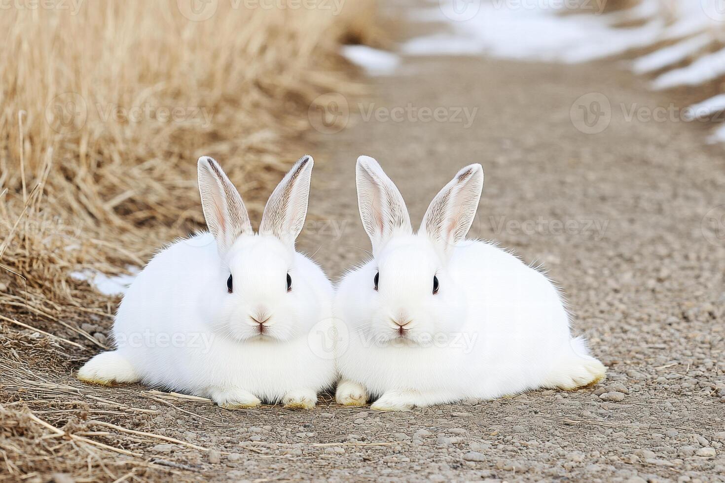 Two fluffy white rabbits lounging on a dirt path surrounded by dry grass during a winter day photo