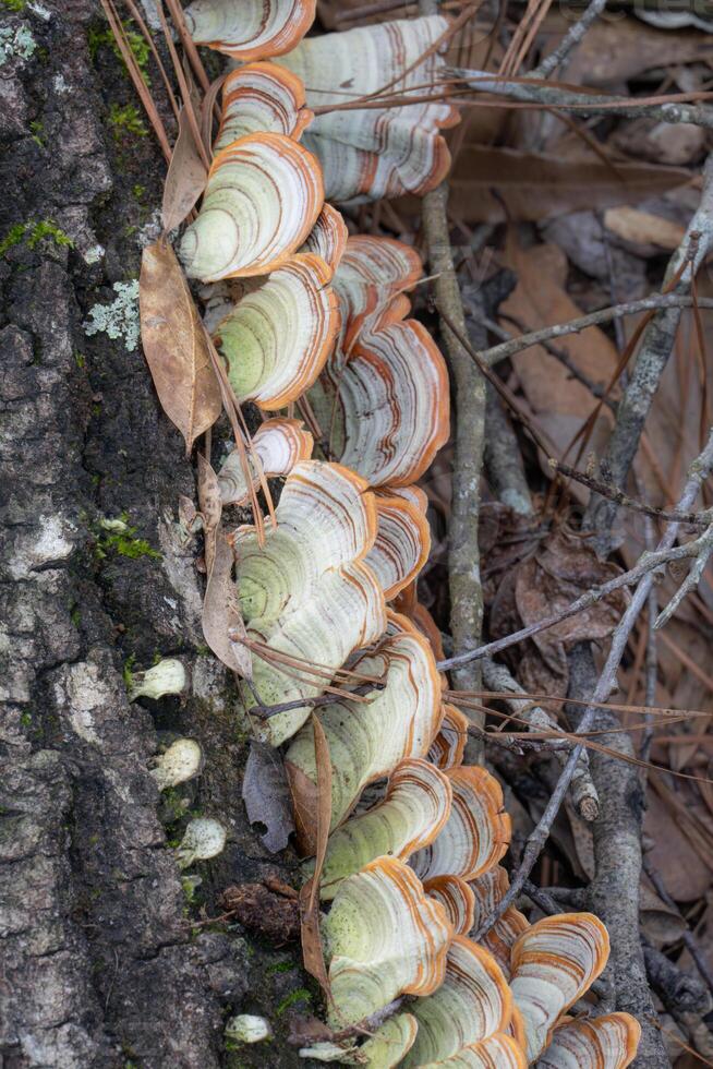 Closeup of the white concentric circles of false turkey tail on a dead tree in the forest. photo