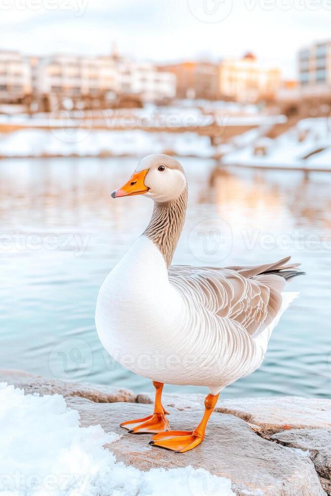 Elegant gray goose standing gracefully by a serene body of water on a calm snowy day with soft pastel colors in the background photo