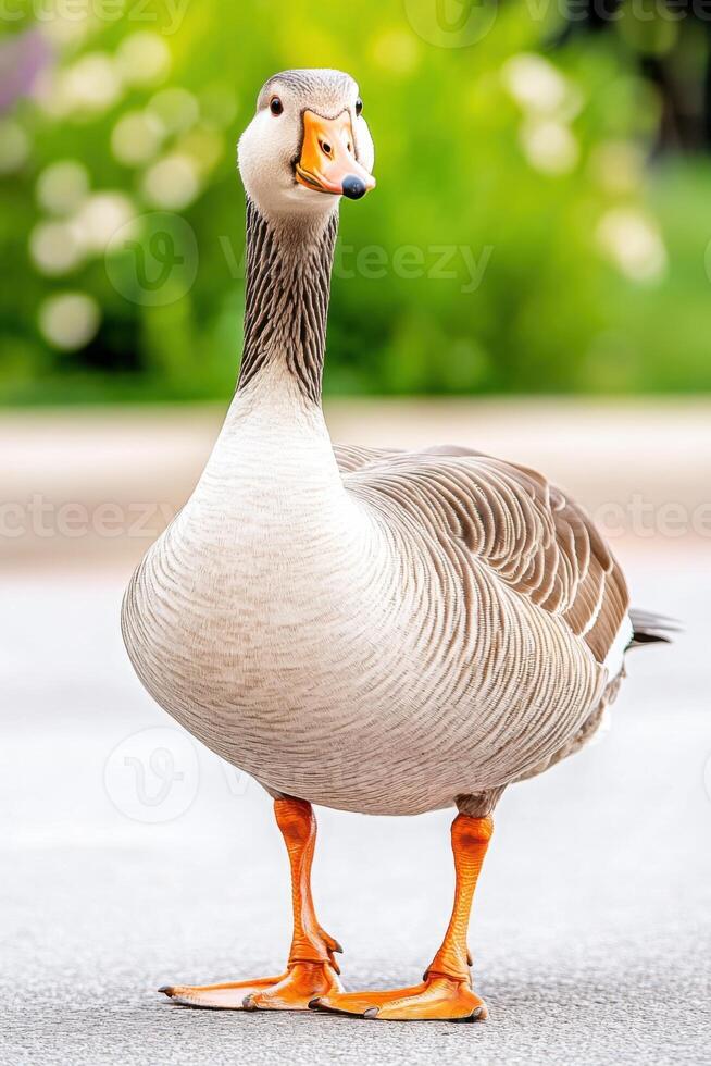 Graceful goose with soft gray feathers and orange beak stands elegantly in natural setting surrounded by greenery photo