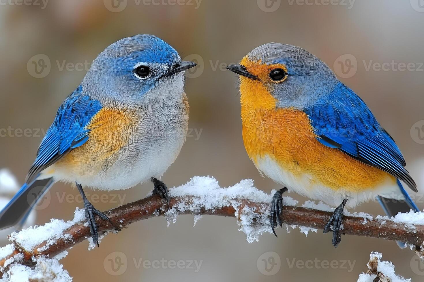 Vibrant Bluebirds on Snow-Covered Branch in Winter Wildlife Scene photo
