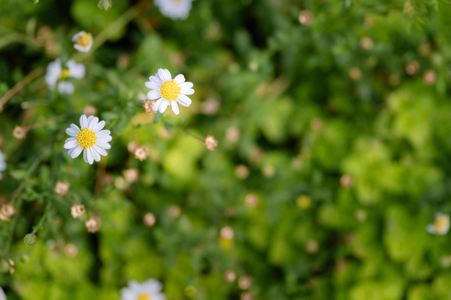 beautiful white daisy flowers in garden at summer, copy space concept. photo