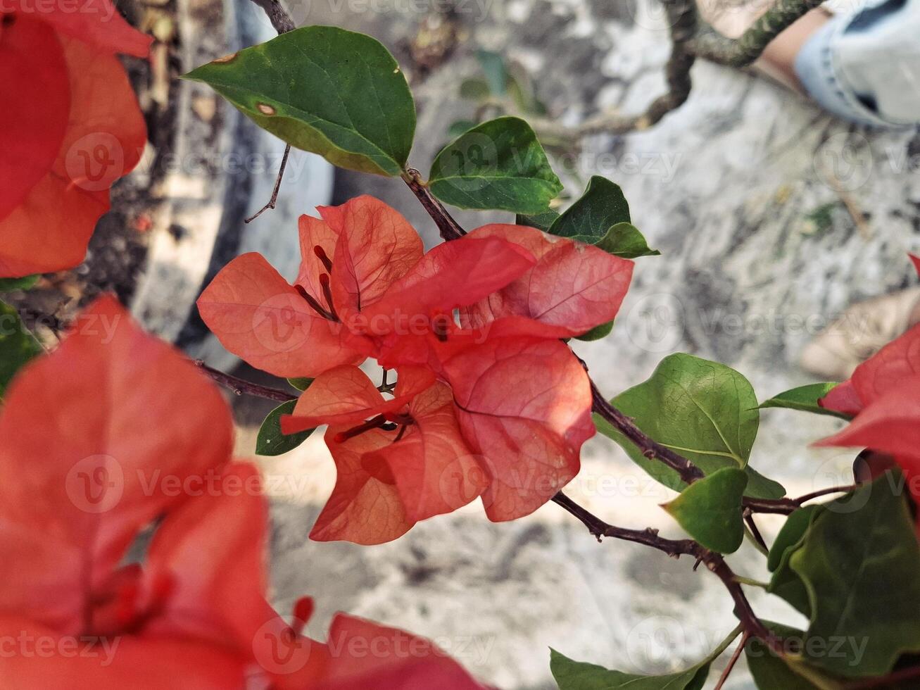 Bougainvillea in Bloom Nature Delight photo
