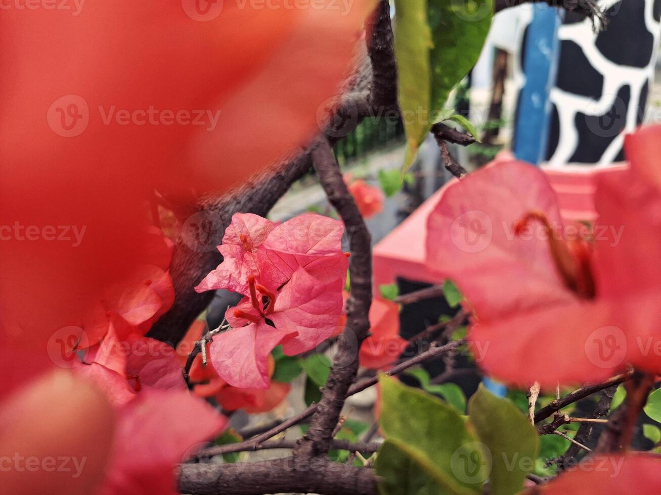 The Graceful Charm of Bougainvillea photo