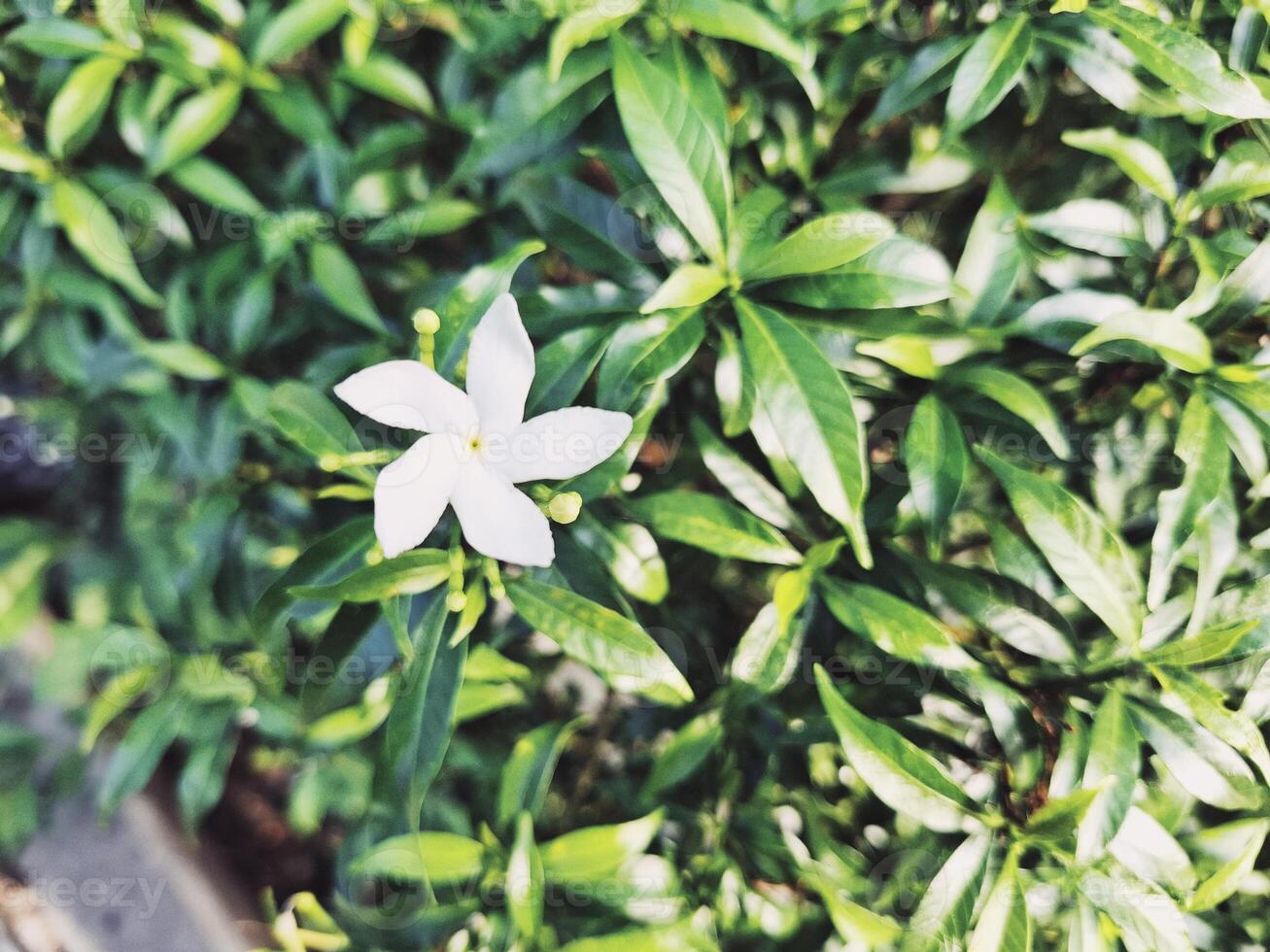 Pure White Jasmine Petals Bloom photo