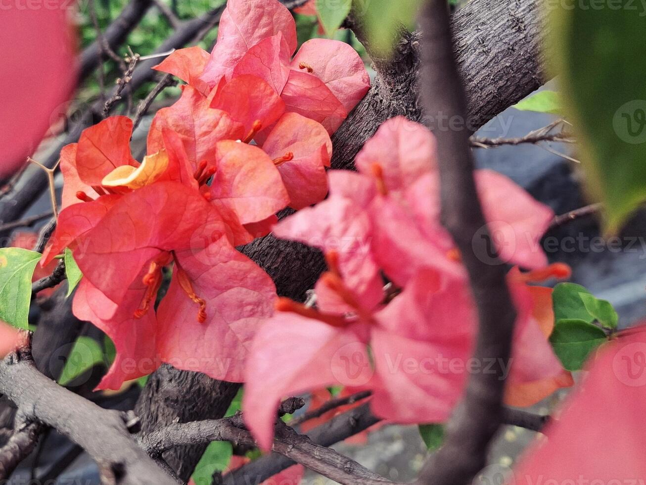 Garden Dreams with Bougainvillea Colors photo