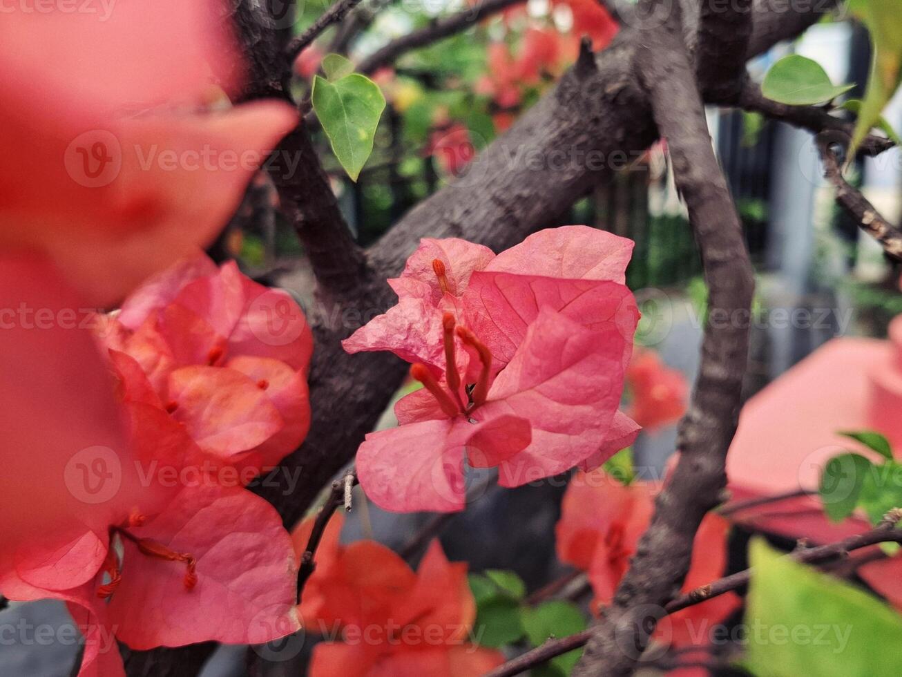 A Floral Dream with Bougainvillea photo
