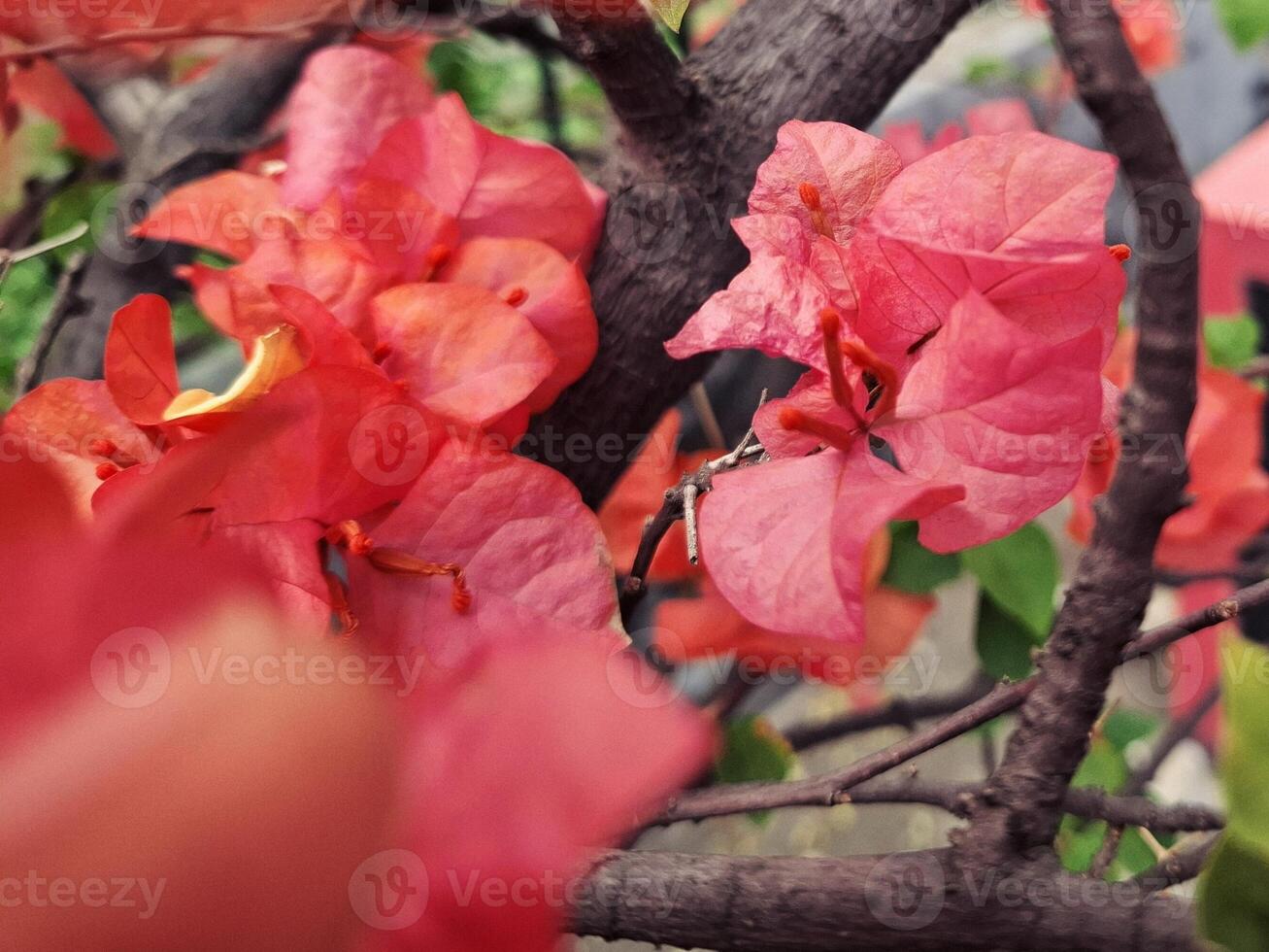 A Touch of Bougainvillea Elegance photo