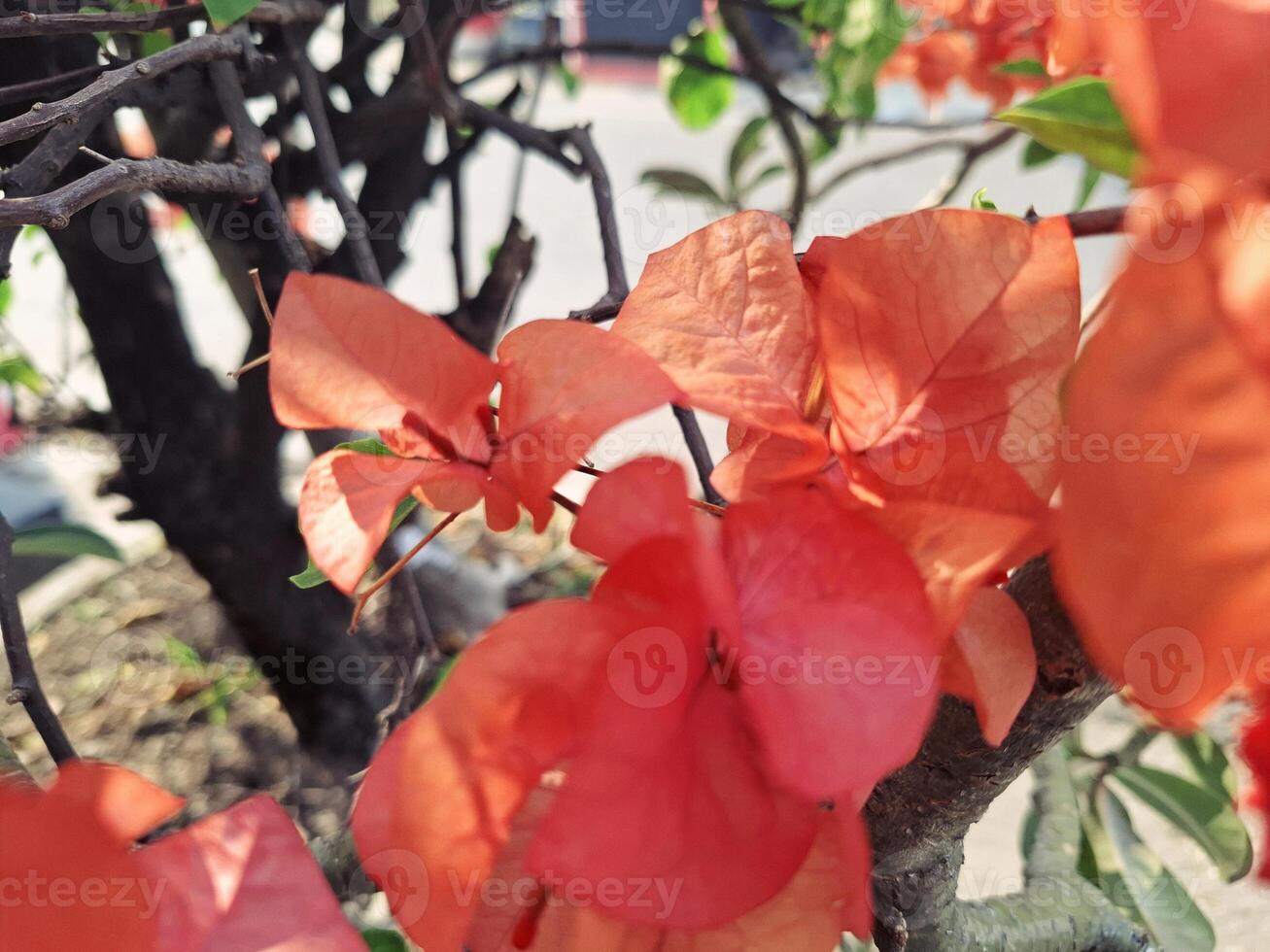 Aesthetic Beauty of Bougainvillea Blooms photo