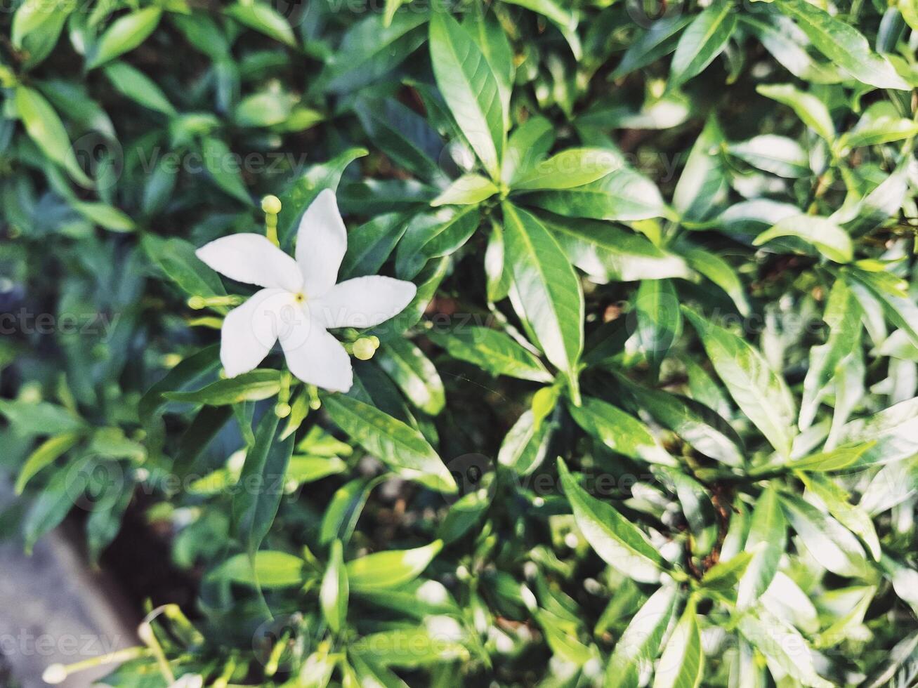 Fresh Jasminum Sambac Fragrant Flower photo