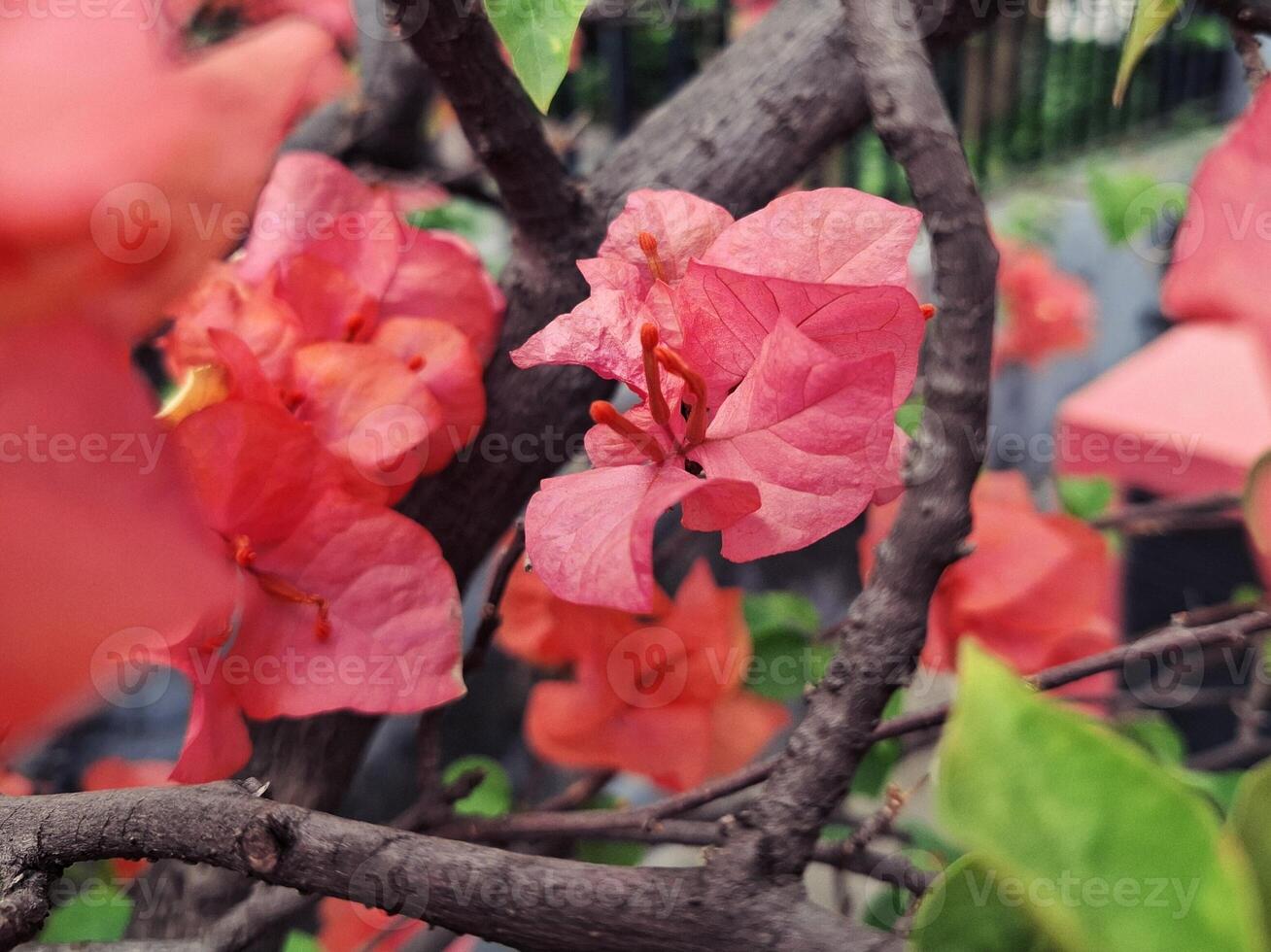 Serene Moments with Bougainvillea Blooms photo