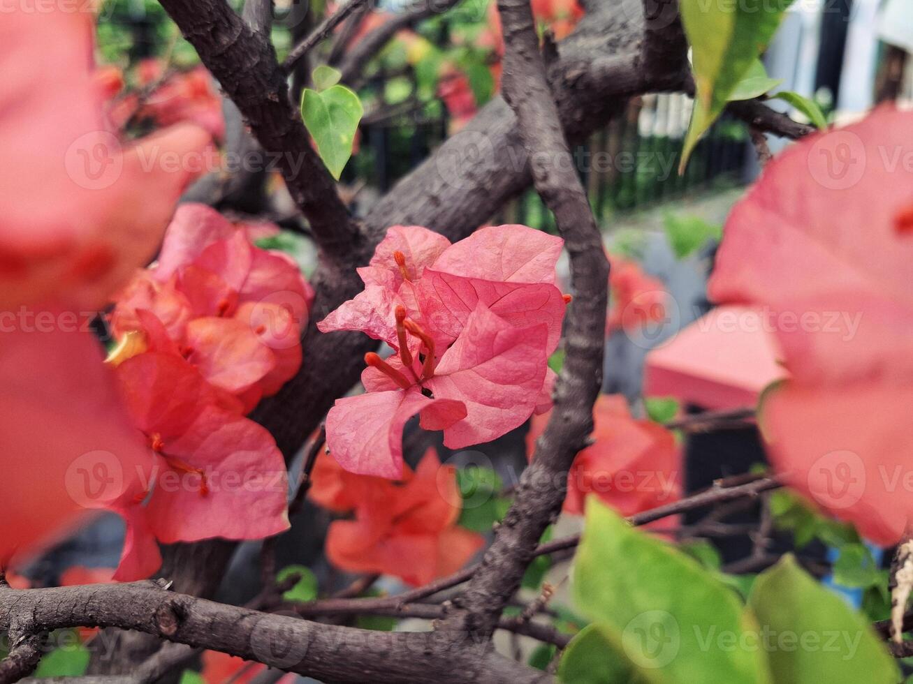 Bougainvillea Blooming in Golden Light photo