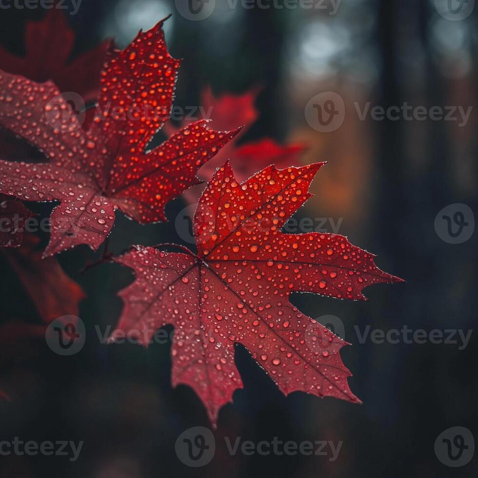 Vibrant red maple leaves covered in raindrops stand out against a dark forest backdrop. The intricate details of the leaf veins and water droplets enhance the depth and texture of the composition photo