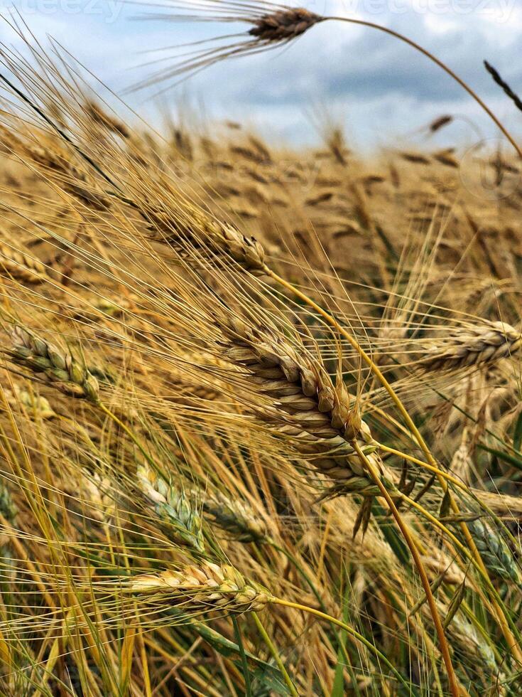 Ripe ears of wheat. Natural orange background or texture. Cereal crop is ready for picking. photo