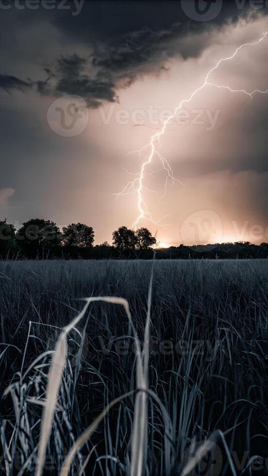 Lightning strike over a field of tall grass, dark trees in the background, dramatic sky with dark clouds, warm light from the setting sun photo