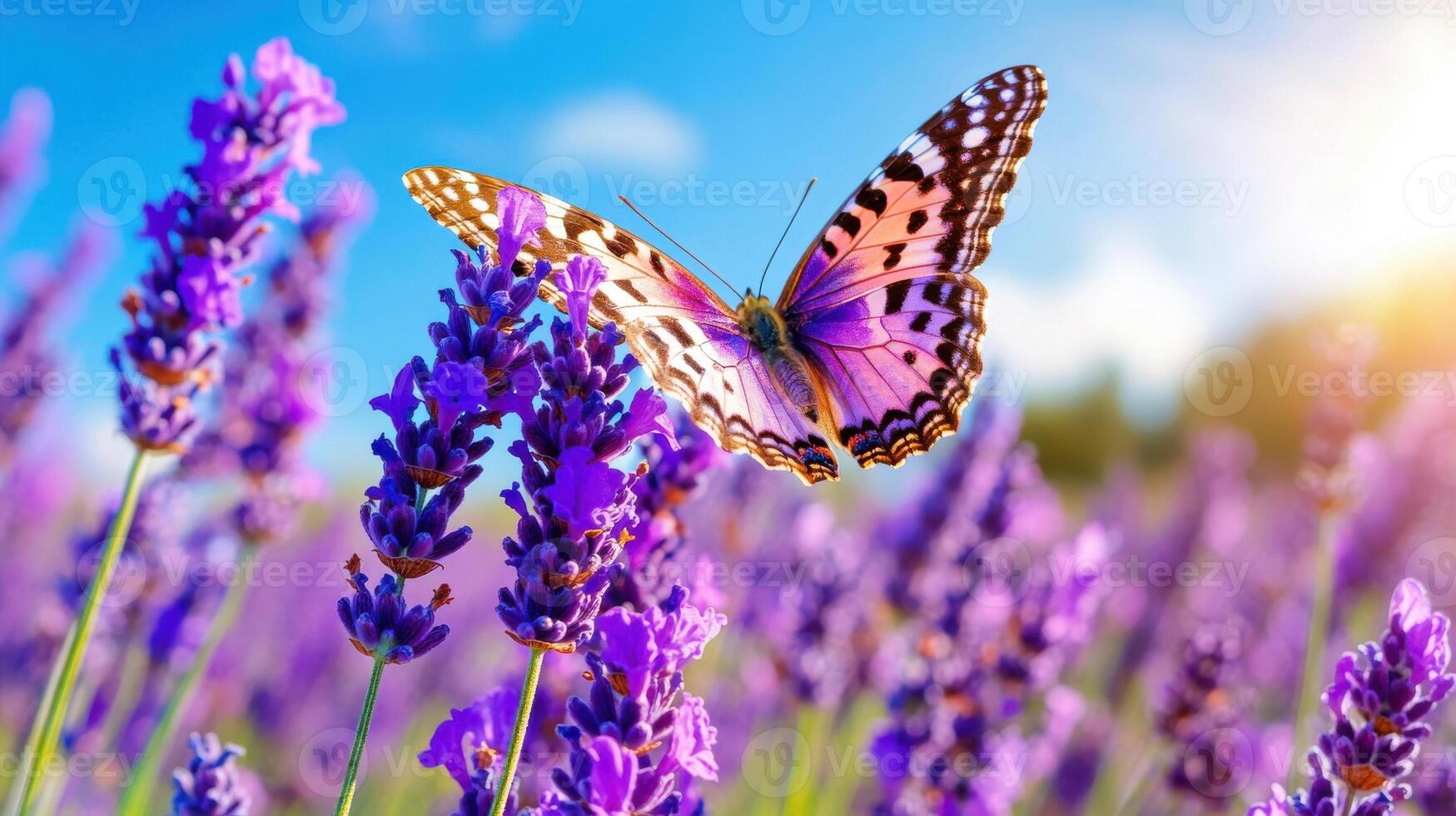 Butterfly flutters above vibrant lavender field under a sunny sky in late afternoon photo