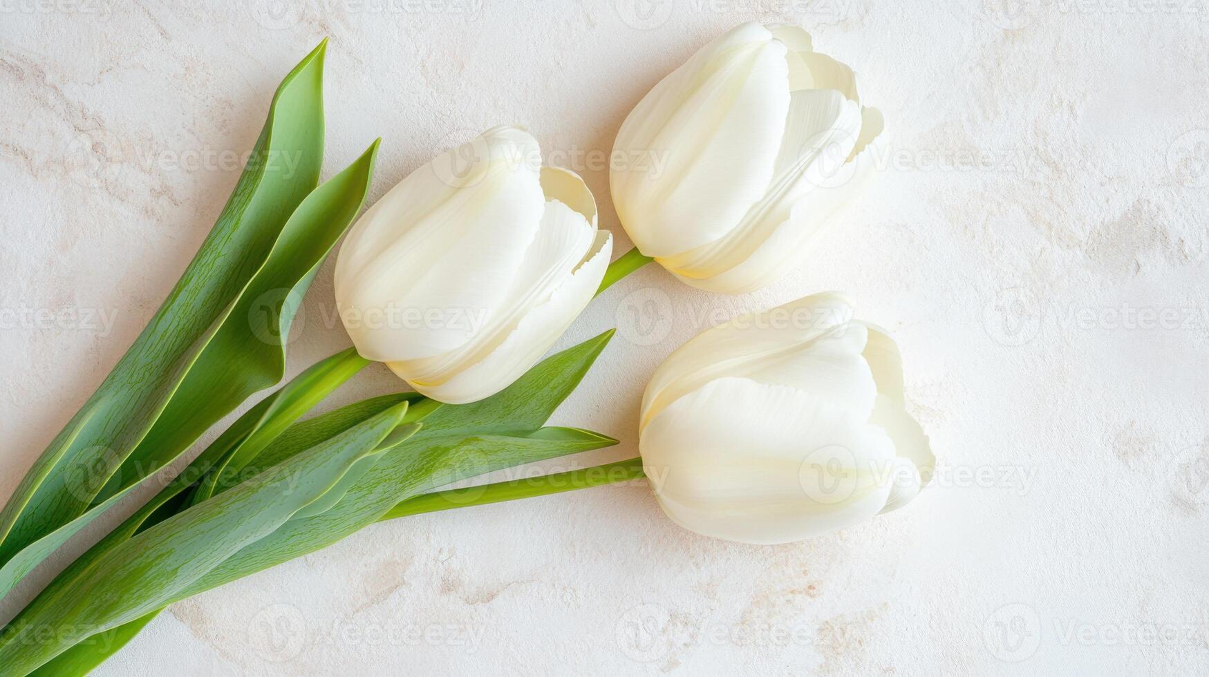 Beautifully arranged white tulips in a perfect line on a soft surface, showcasing elegance and simplicity photo