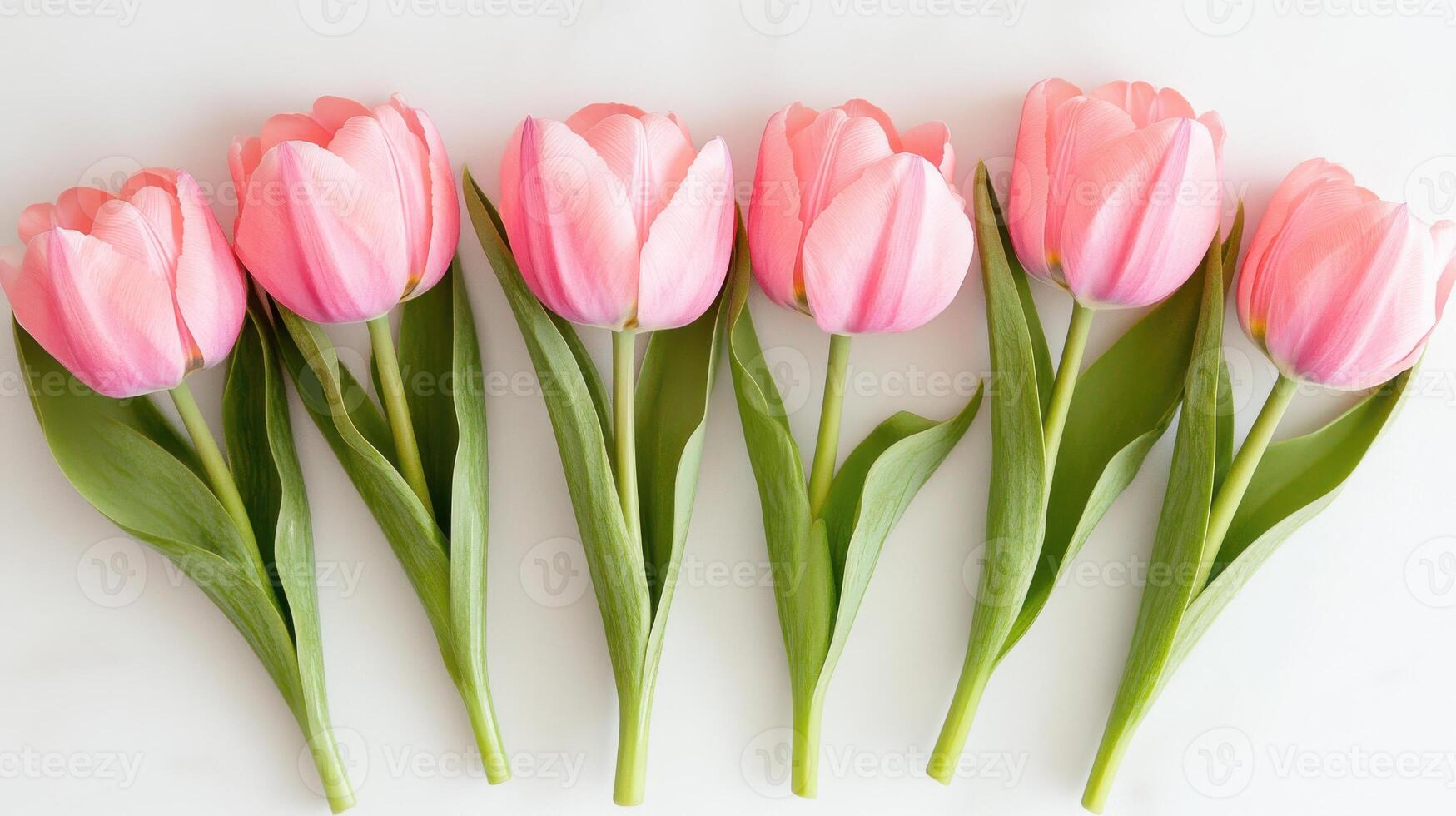 Delicate pink tulips arranged in a straight line on a soft neutral background photo