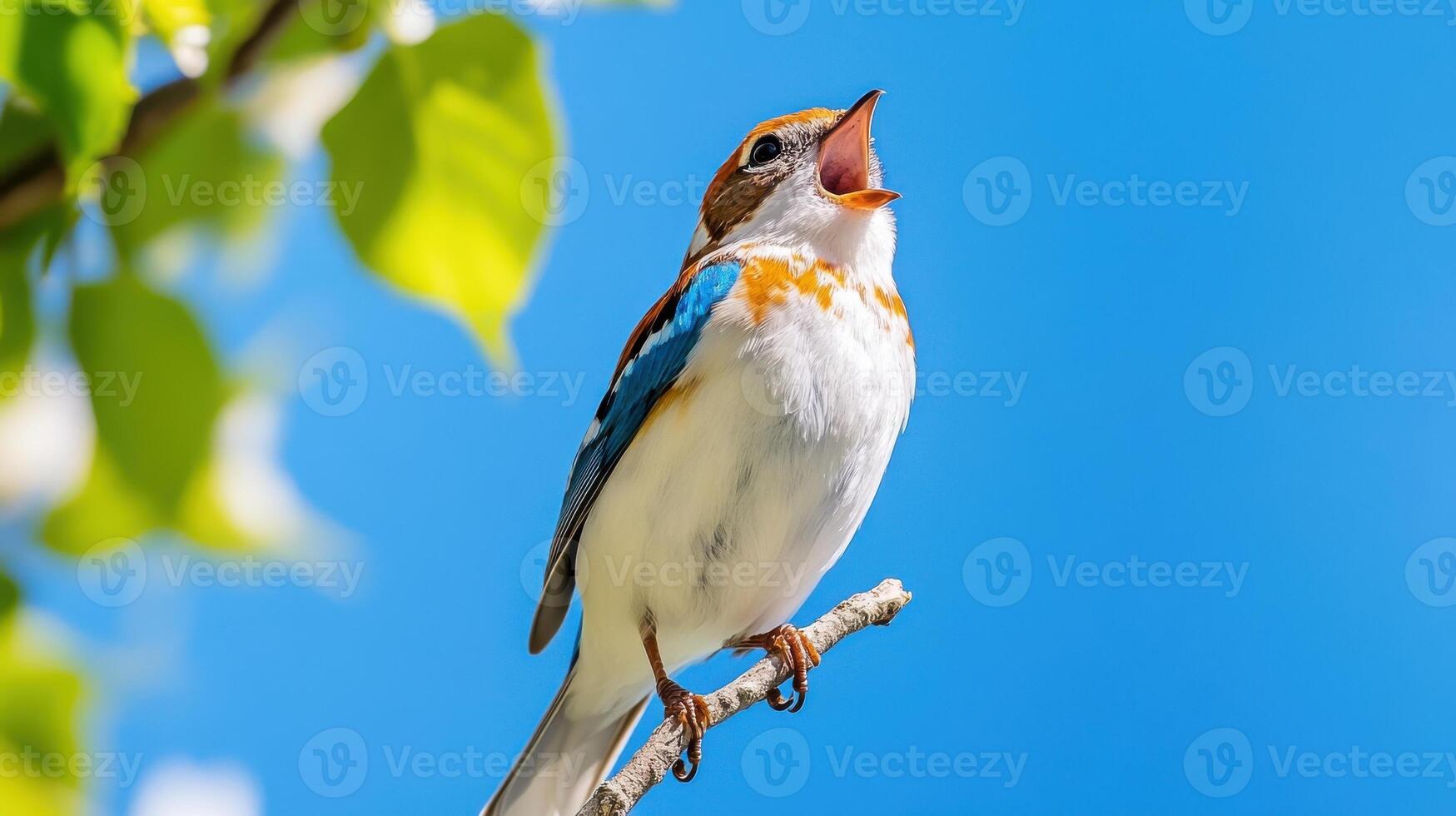 Bird perched on a high branch singing joyfully under a clear blue sky in springtime photo
