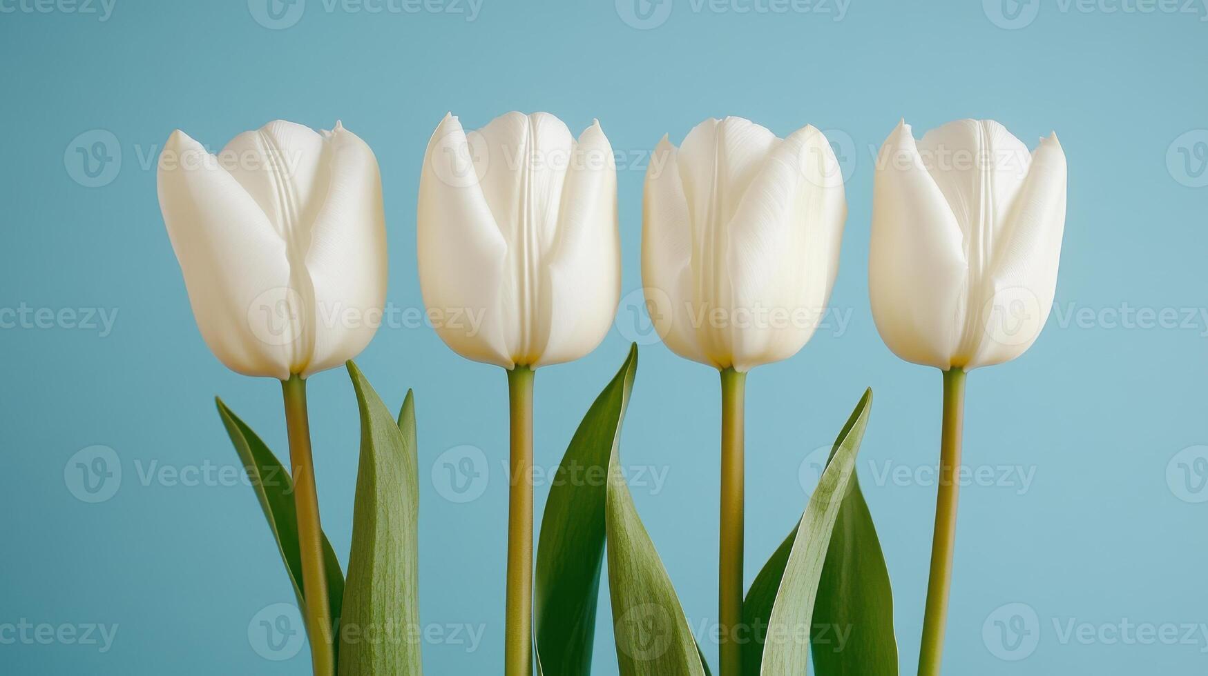 Six elegant tulips arranged in a perfect row against a soft blue background photo